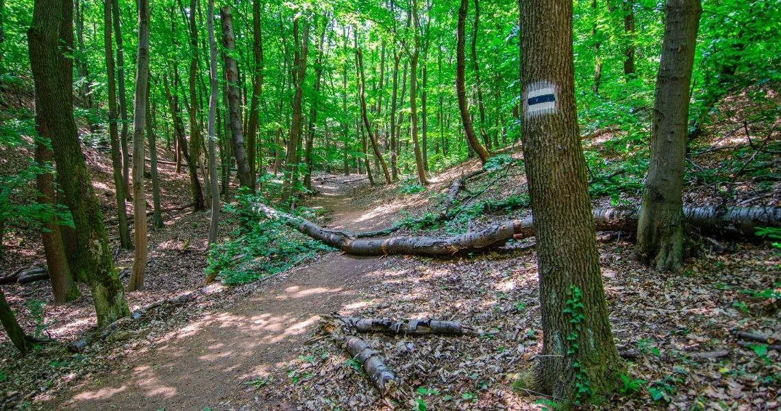 Mecsek 100/50/30/20/10 + MTB 50/35 kerékpáros szakaszok