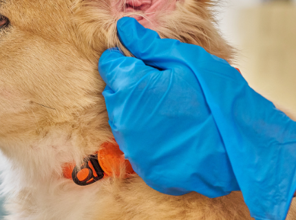 Állatorvosi rendelők