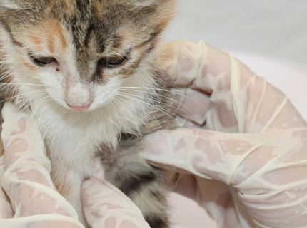 Állatorvosi ügyelet