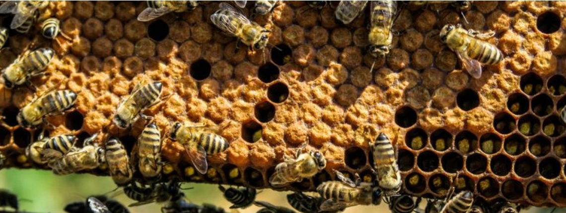 Méhzárlat