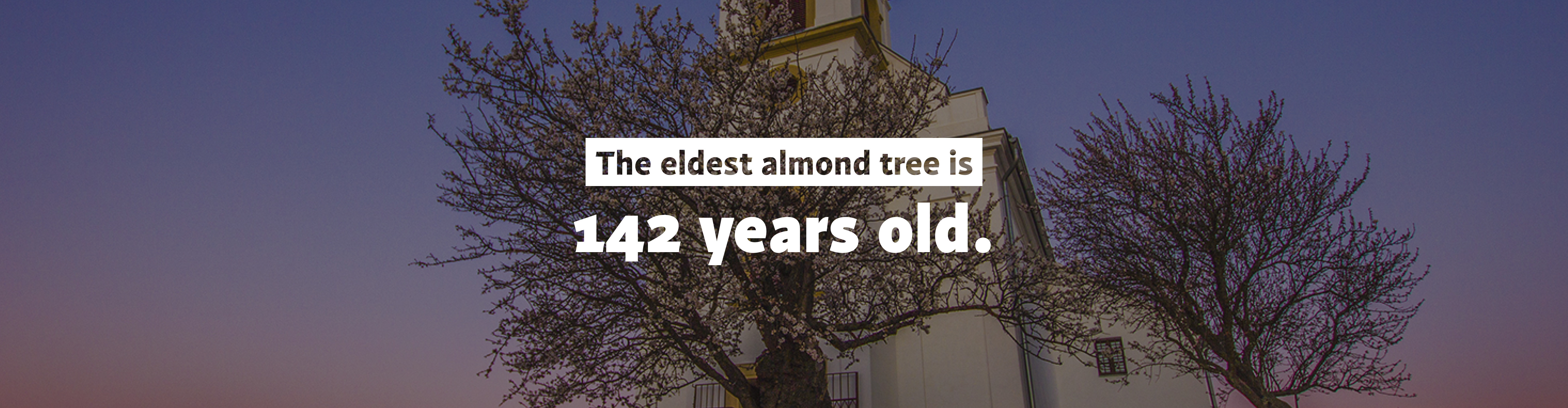142 years old almond tree