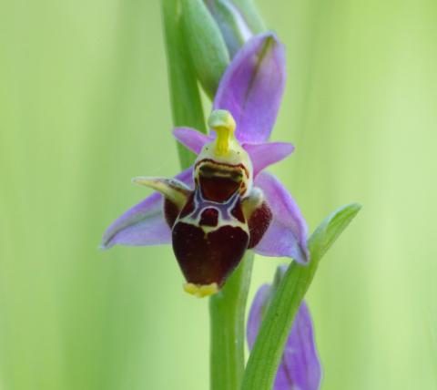 Orchideák nyomában - séta a Pintér-kert Arborétumban