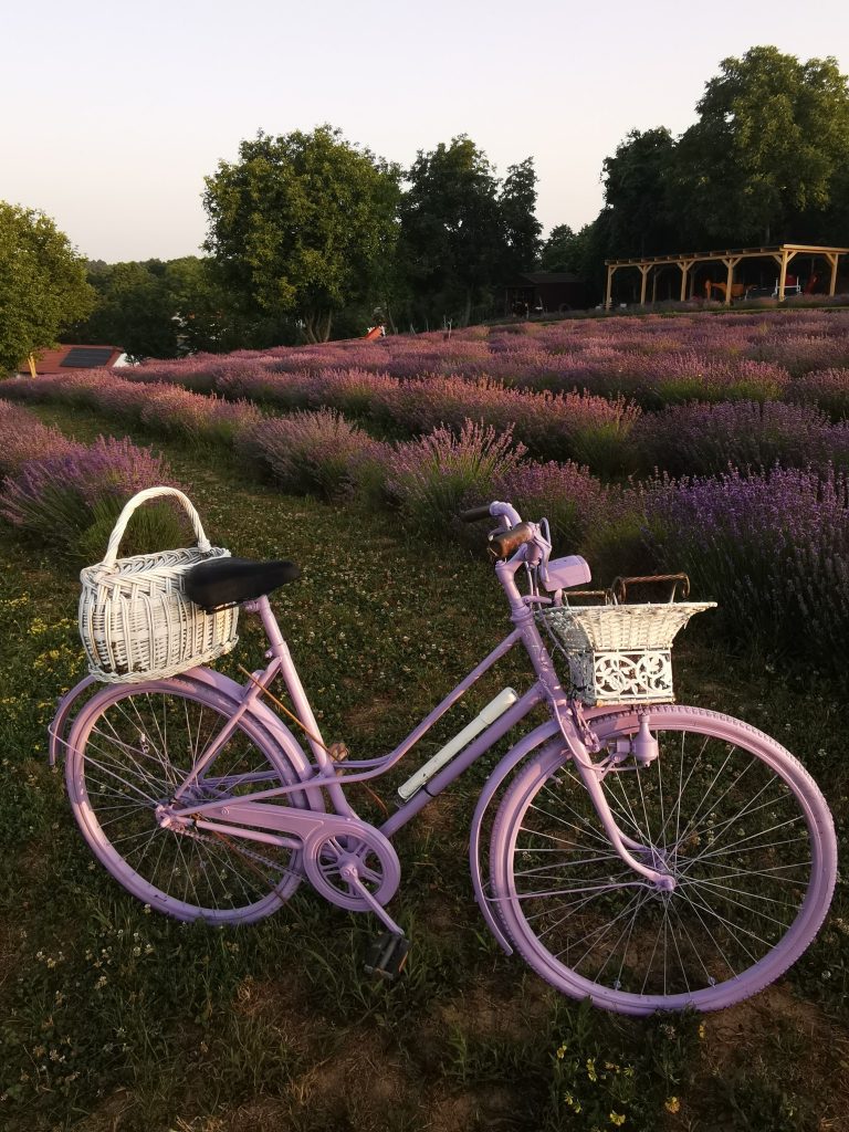 Nagybudméri Levendulabirtok