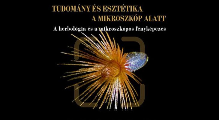Tudomány és esztétika a mikroszkóp alatt
